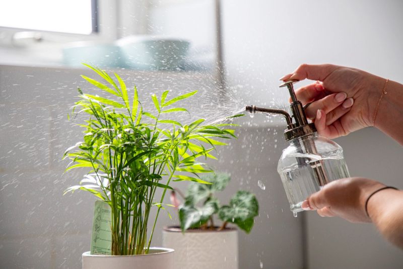 Plant in white pot being sprayed with water.
