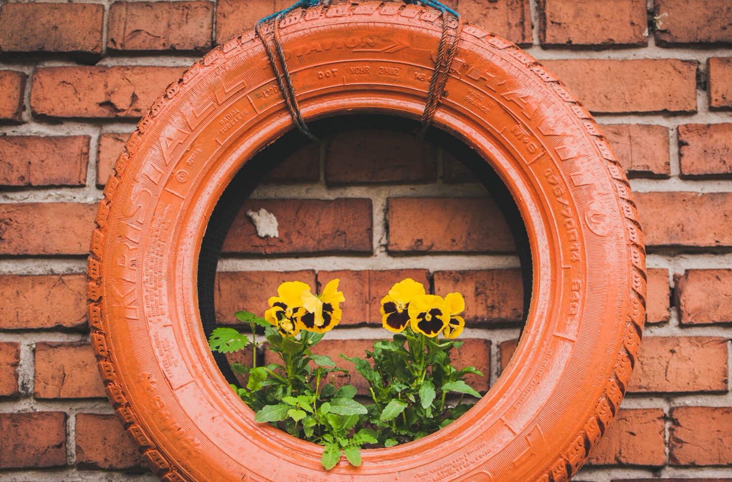 plant pot repurposed from a tyre