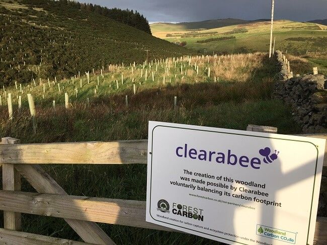 Clearabee forest
