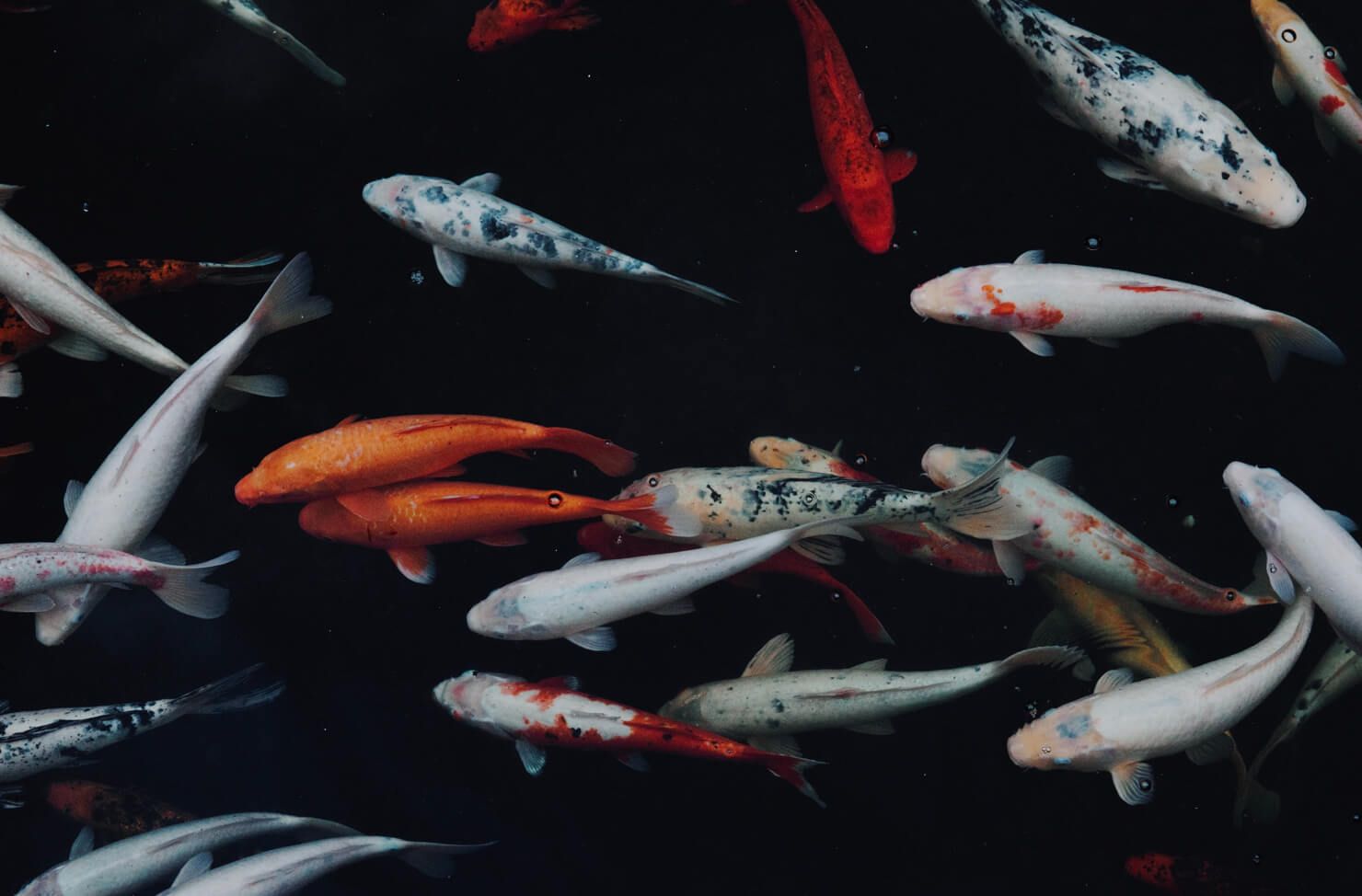 raw fish hazardous waste