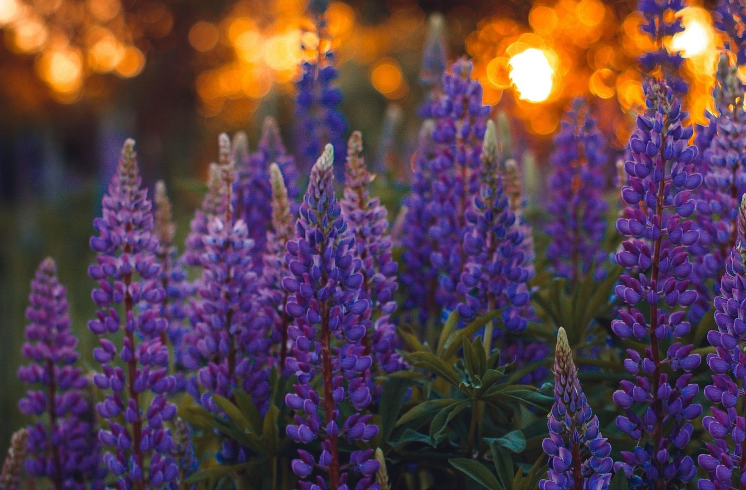 purple flowers