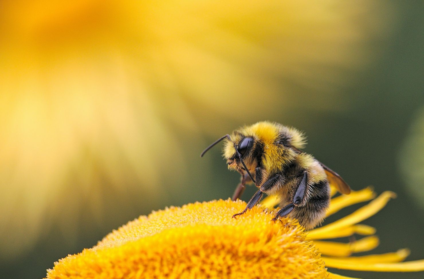 bee on a flower