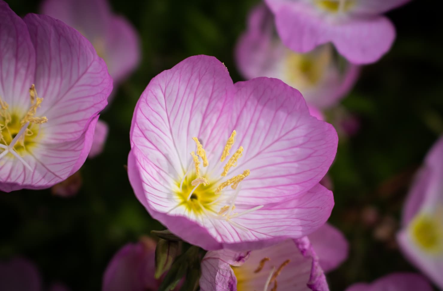 pink flower