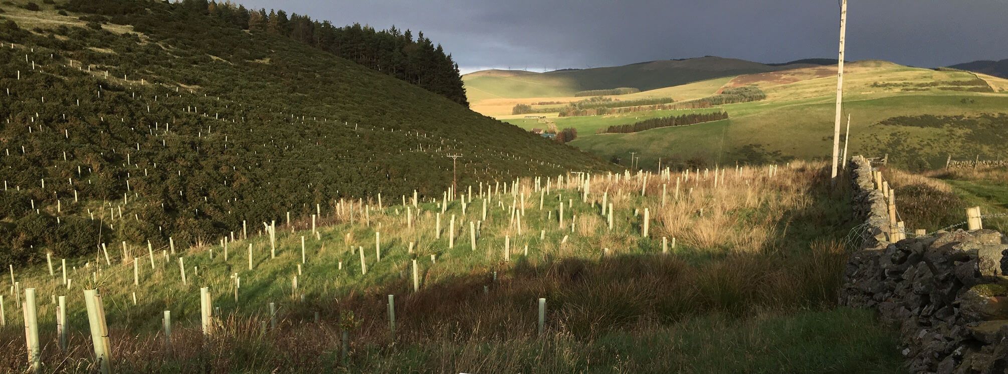 Clearabee commits to carbon neutrality by creating a new Scottish forest