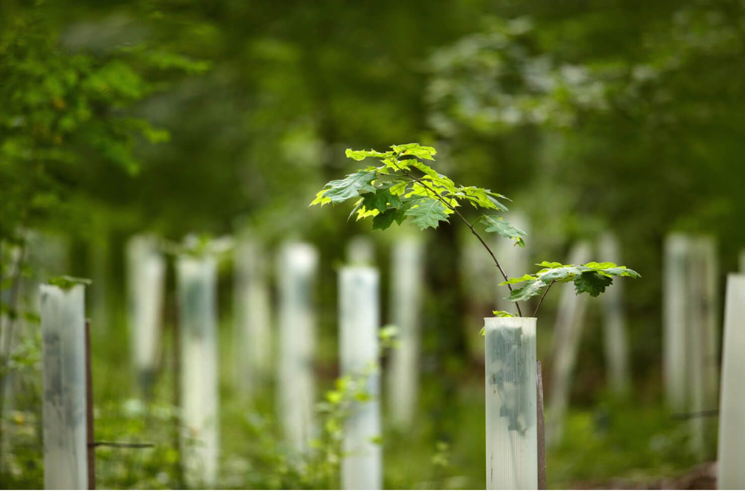 Reforestation project