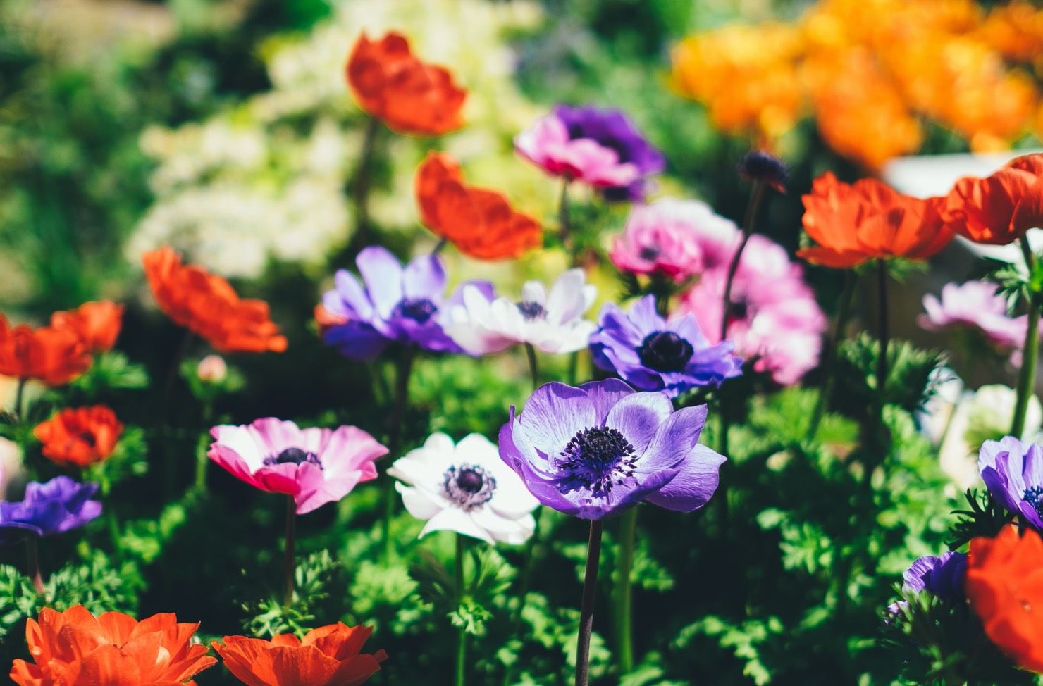 blooming flowers