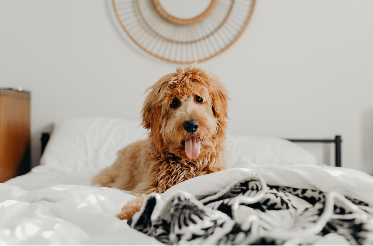 doggo on the bed