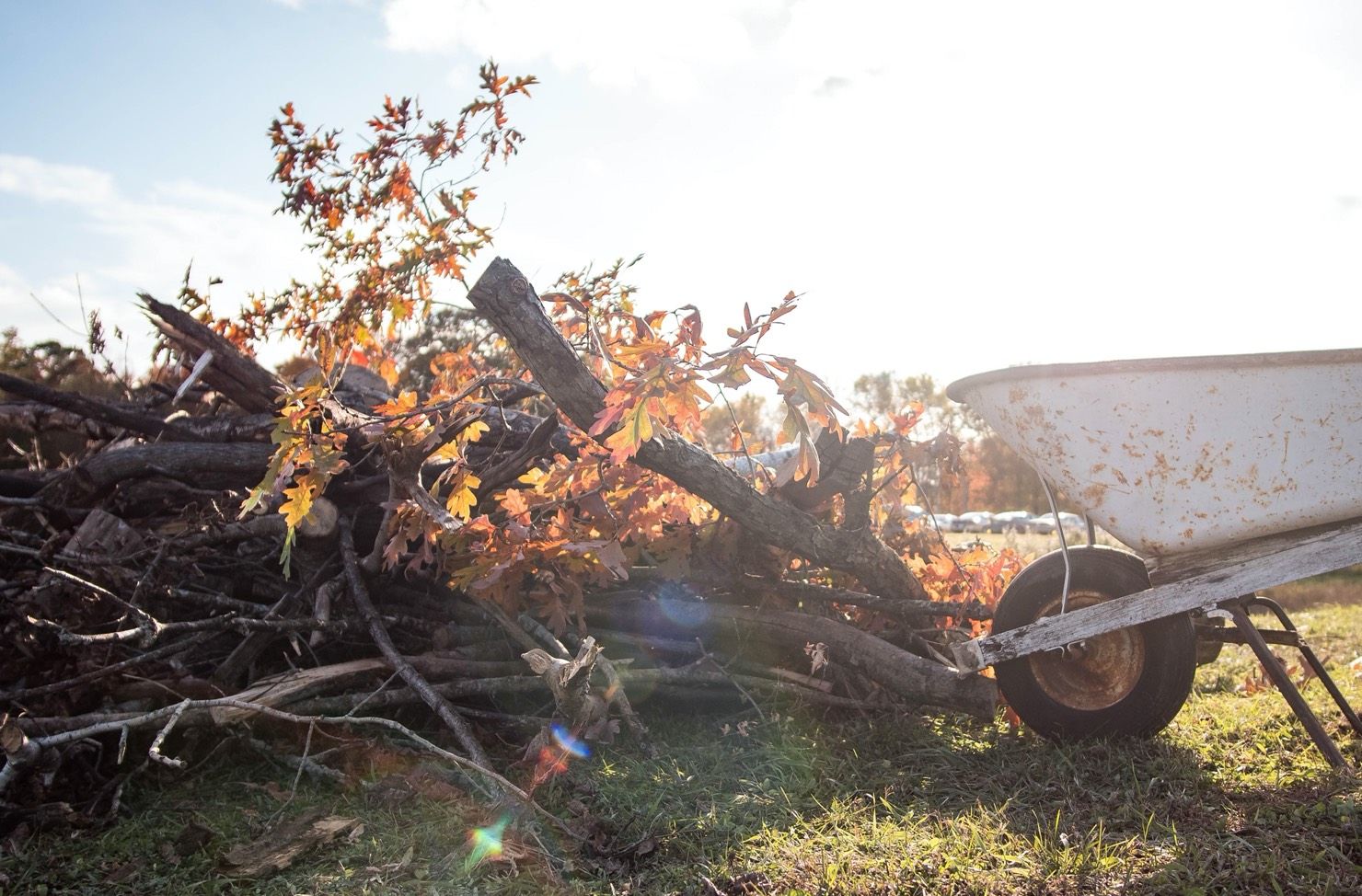 wheelbarrow next to cut trees