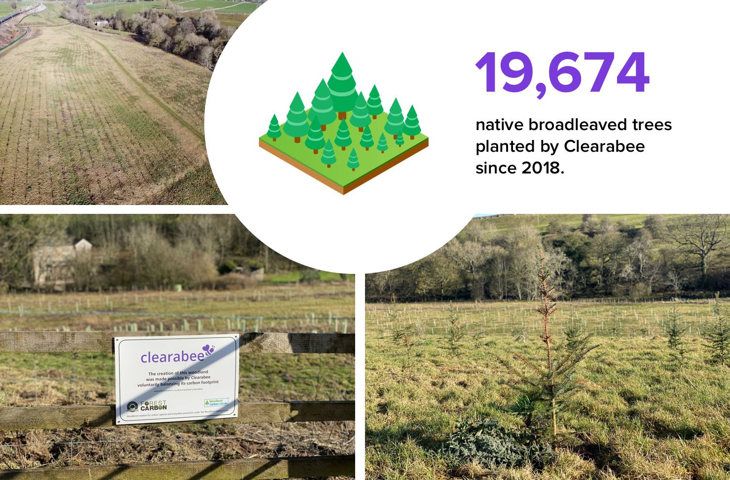 Clearabee forest