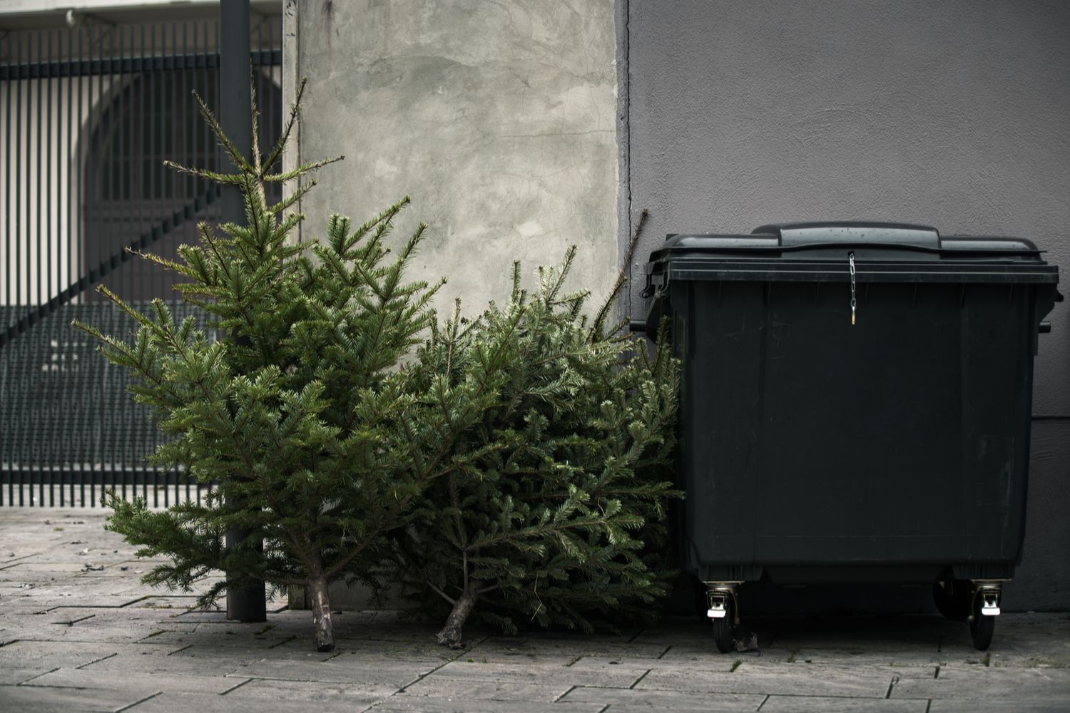 How to dispose of your Christmas tree
