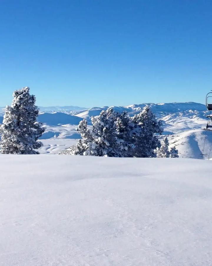 White Pine