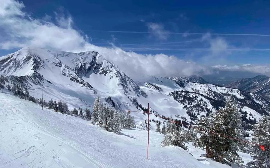 Snowbird