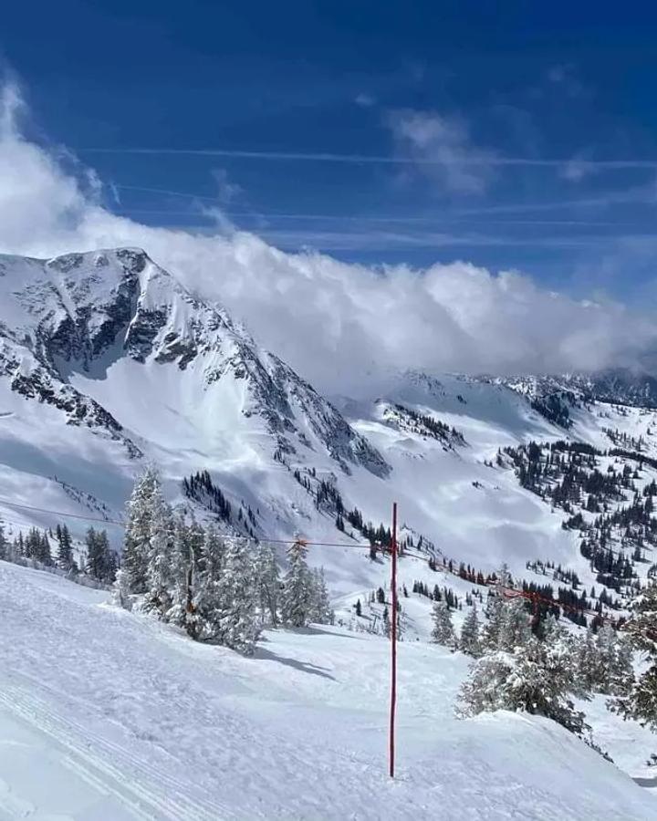Snowbird