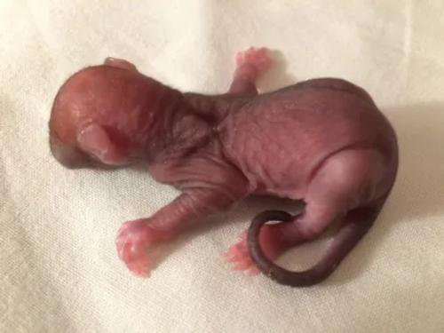 Écureuil nouveau-né, quelques jours après sa naissance