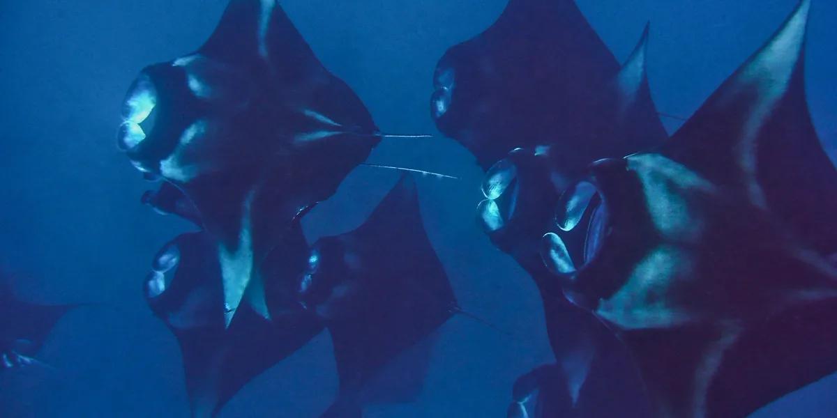 Manta rays feeding together in open water near Milaidhoo, seen from underwater.