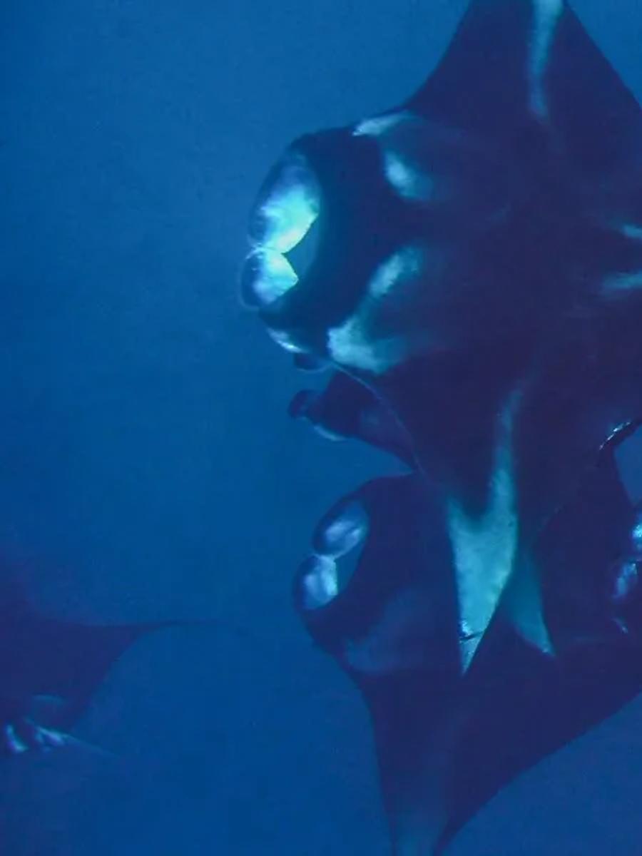 Manta rays feeding together in open water near Milaidhoo, seen from underwater.
