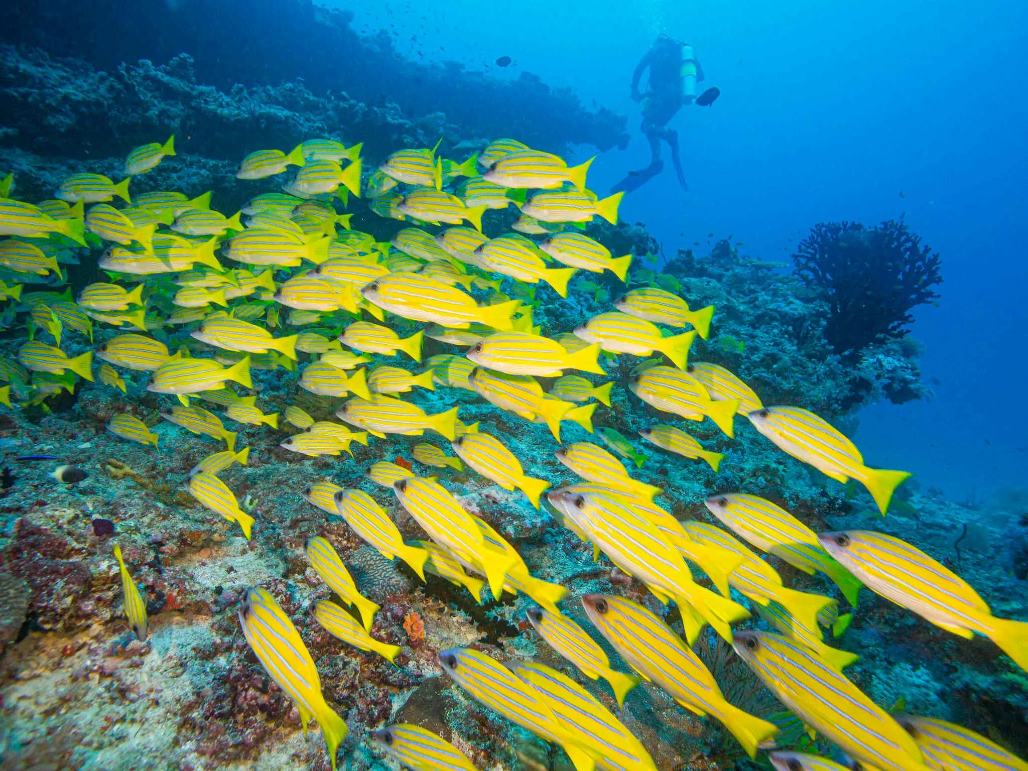 A scuba diver swimming past a large school of yellow-and-blue striped snapper along a coral reef wall