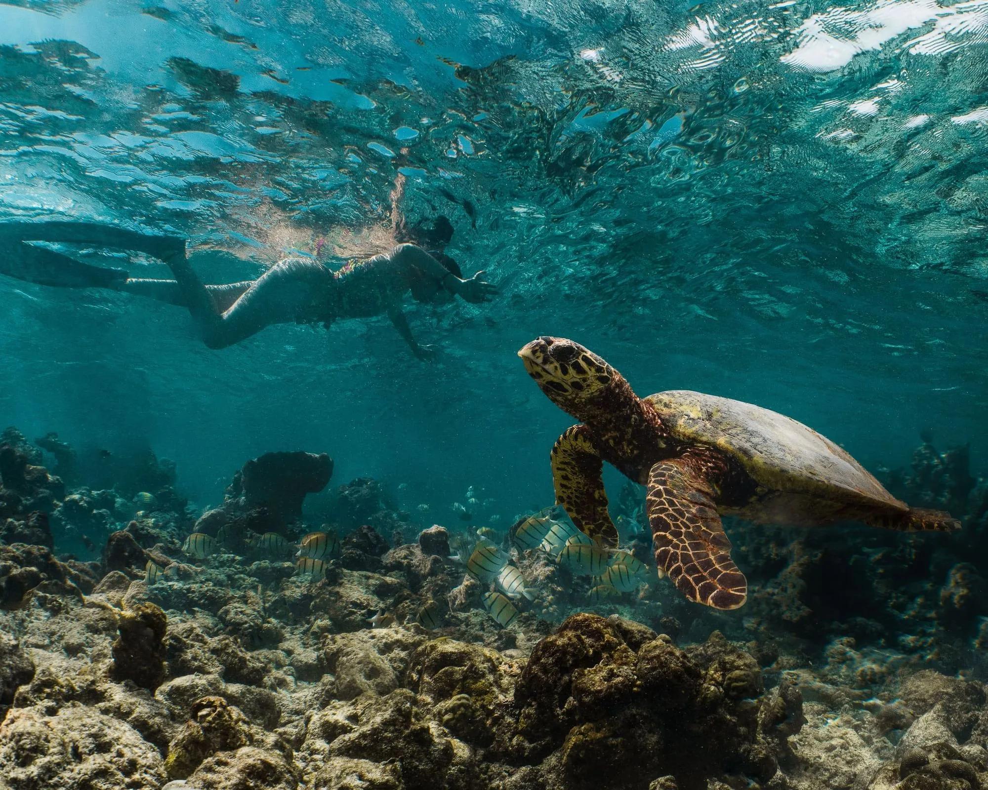 Snorkellers swimming with a turtle on the Ifuru House Reef