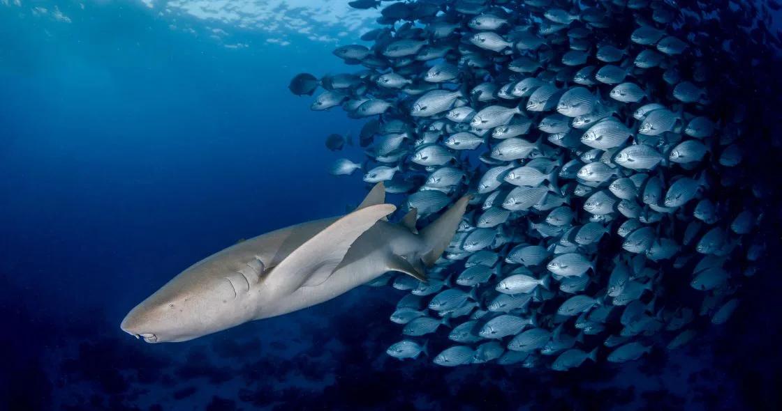 A nurse shark passing a dense school of reef fish on one of COMO Cocoa Island's three house reefs