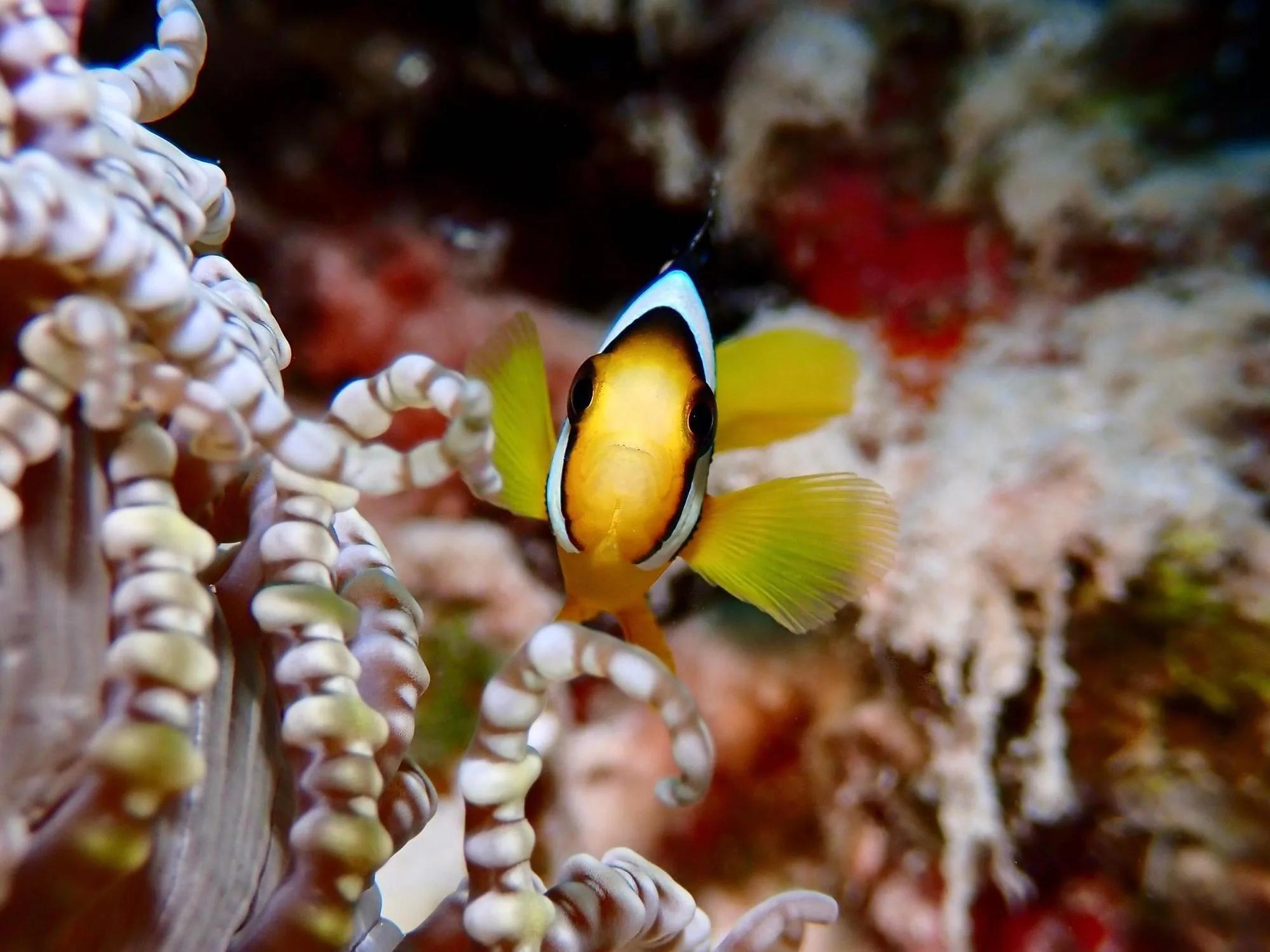 A clownfish sheltering in anemone on the reef around ananea Madivaru
