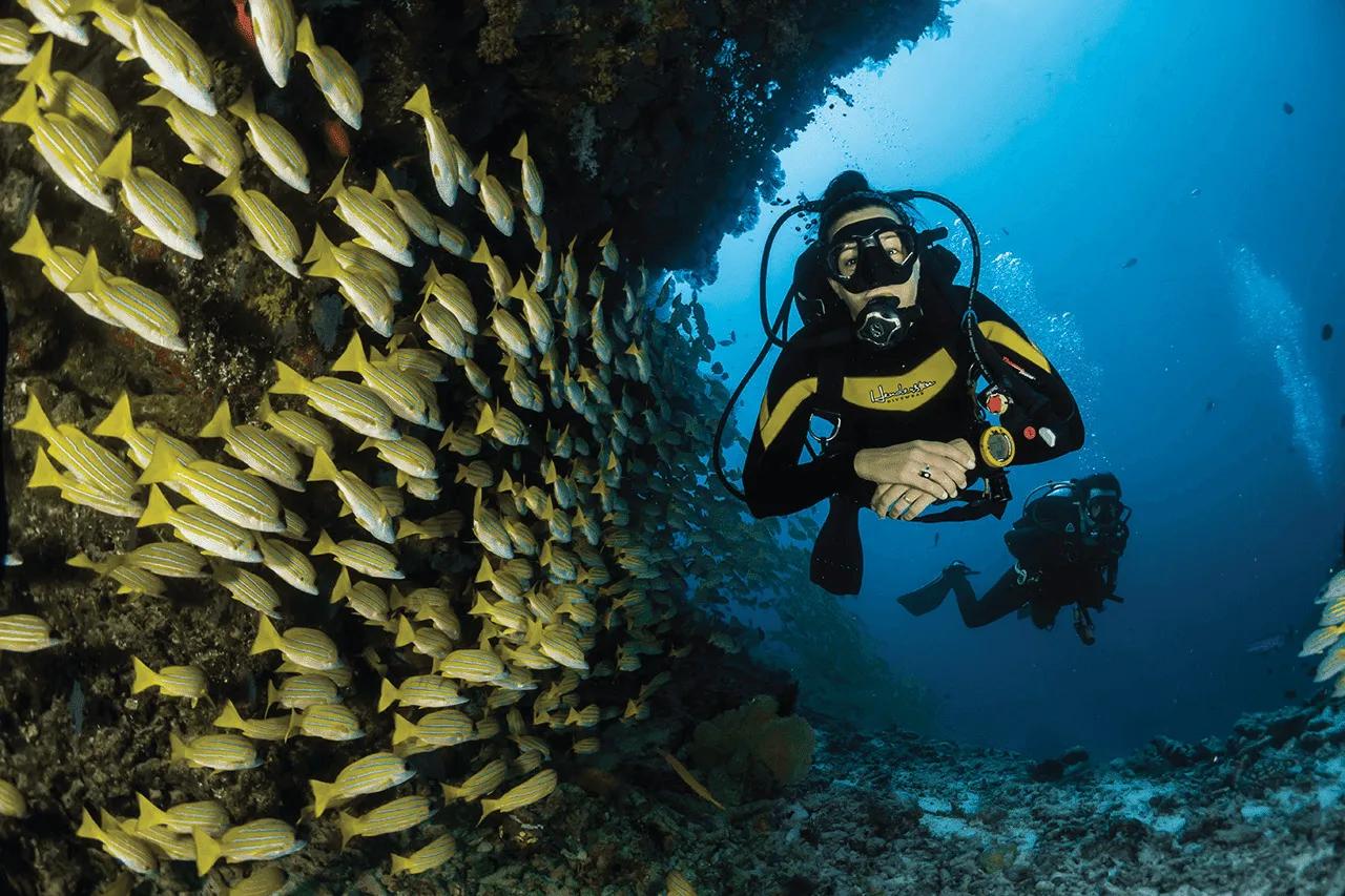 A diver hovering beside a dense school of striped snapper along the reef wall, a second diver visible in the distance