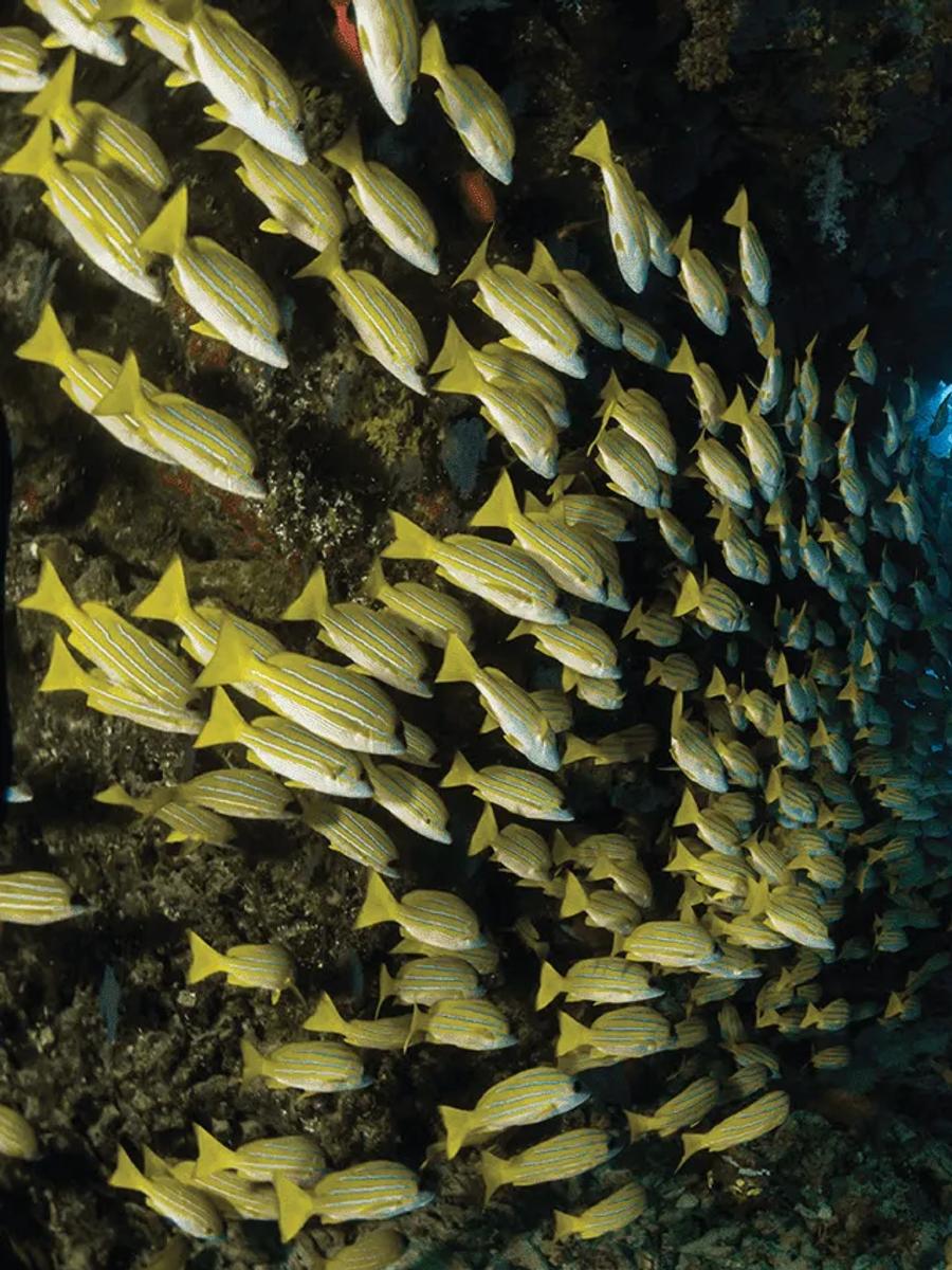 A diver hovering beside a dense school of striped snapper along the reef wall, a second diver visible in the distance