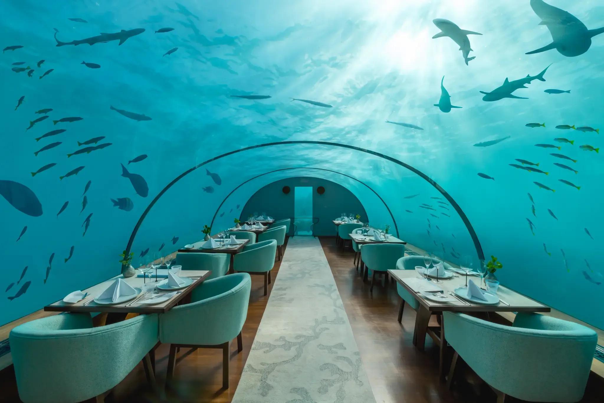 Inside Ithaa Undersea Restaurant, reef sharks and fish swimming past the curved glass ceiling above the dining tables