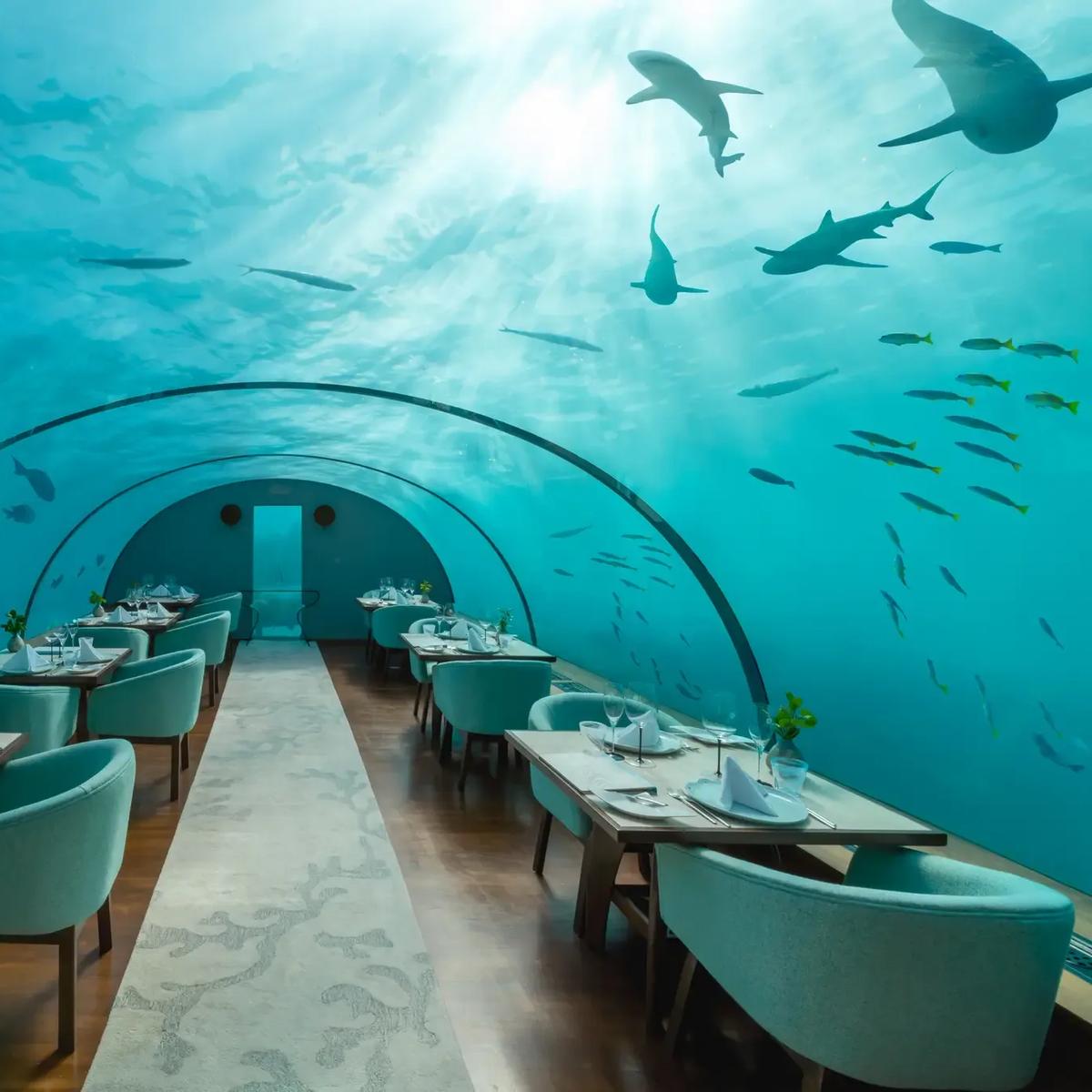 Inside Ithaa Undersea Restaurant, reef sharks and fish swimming past the curved glass ceiling above the dining tables