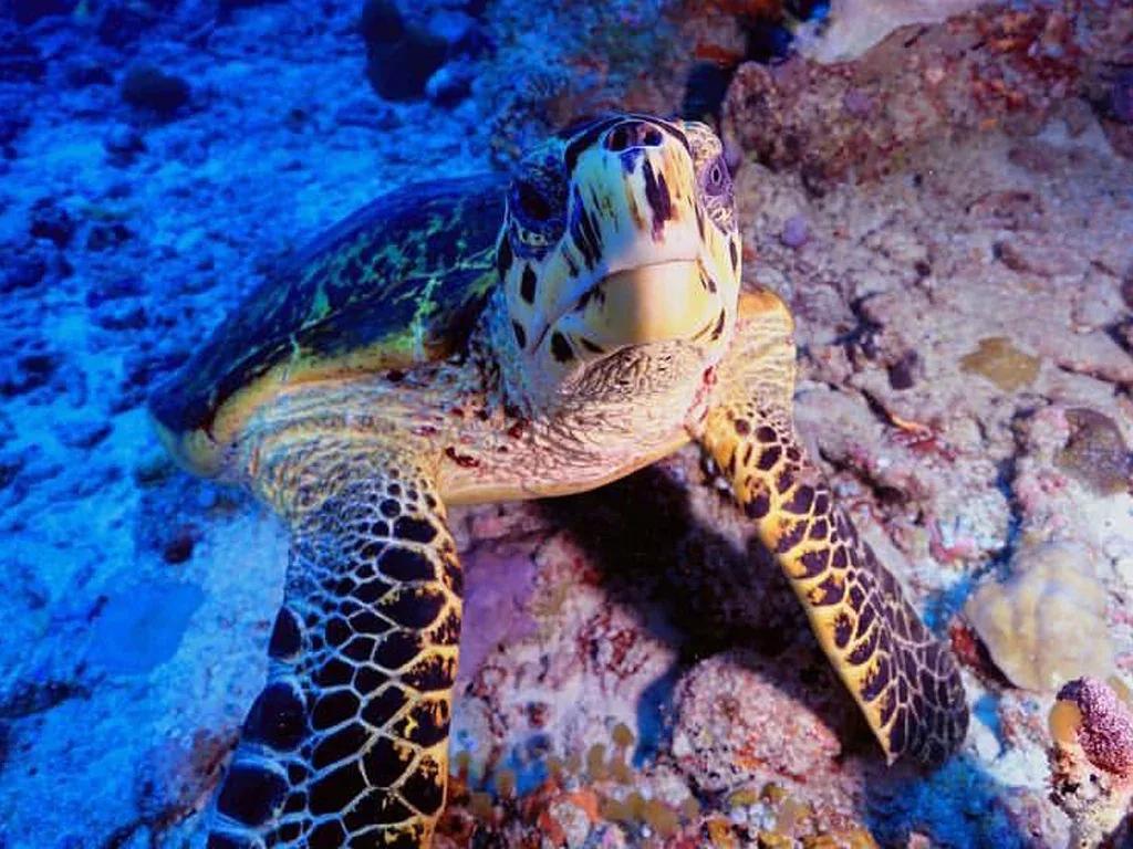 A hawksbill turtle grazing on coral on Ayada's house reef