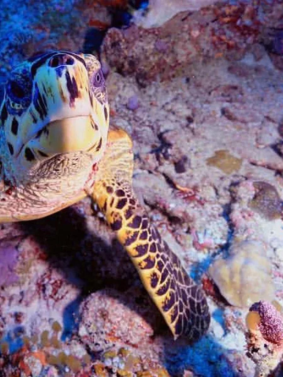 A hawksbill turtle grazing on coral on Ayada's house reef