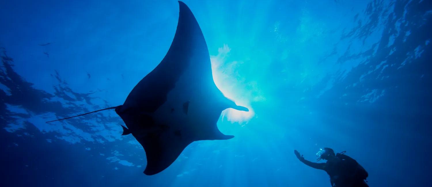 A manta ray gliding overhead as a diver looks on, silhouetted against sunlight filtering through the water near Dusit Thani Maldives