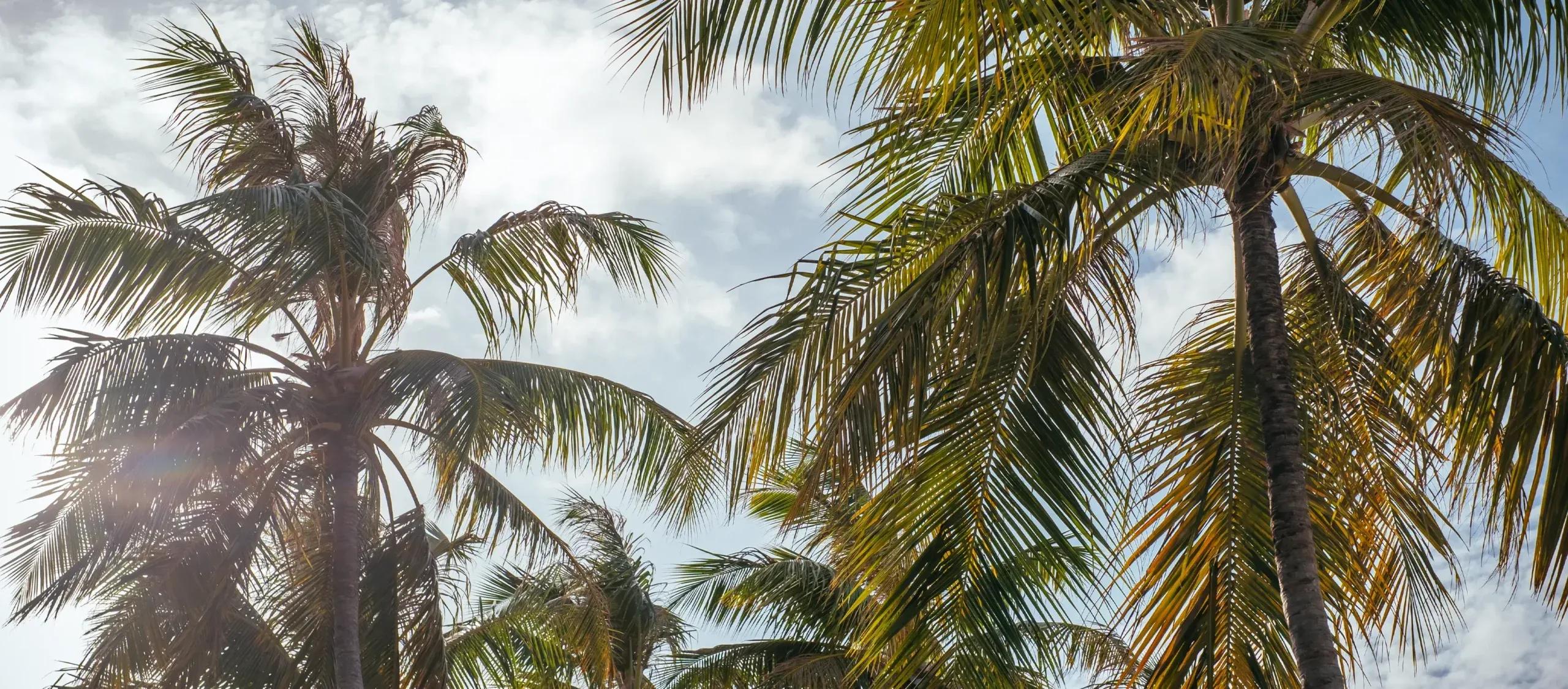 Palm fronds against a bright sky, backlit by the afternoon sun, along Finolhu's beachfront