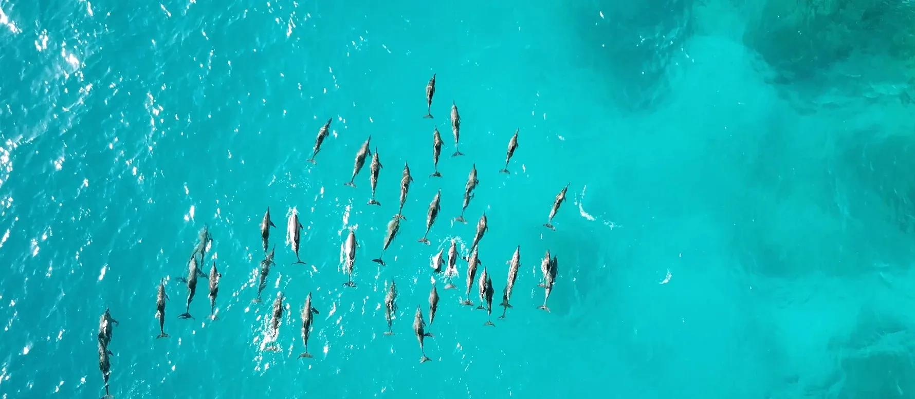 An aerial view over RAH GILI's lagoon with a pod of spinner dolphins visible in the water, near the resort's resident dolphin sanctuary