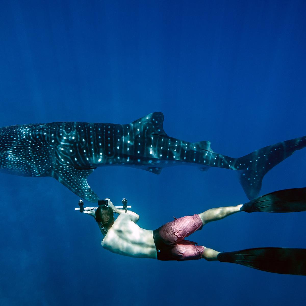 Whale Sharks in South Ari Atoll: The Maldives Encounter Worth Planning Around