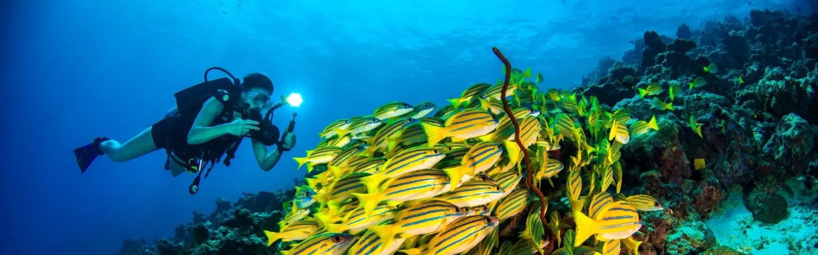 A scuba diver photographing a dense school of striped snapper on a Baa Atoll reef near Dusit Thani Maldives