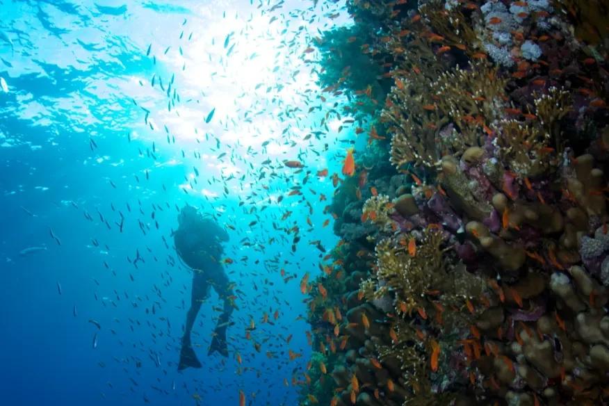 A scuba diver drifting past a coral wall dense with orange anthias and reef fish, sunlight filtering down from the surface