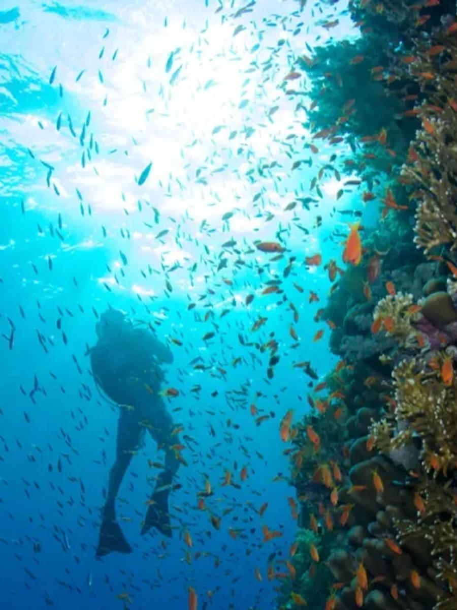A scuba diver drifting past a coral wall dense with orange anthias and reef fish, sunlight filtering down from the surface