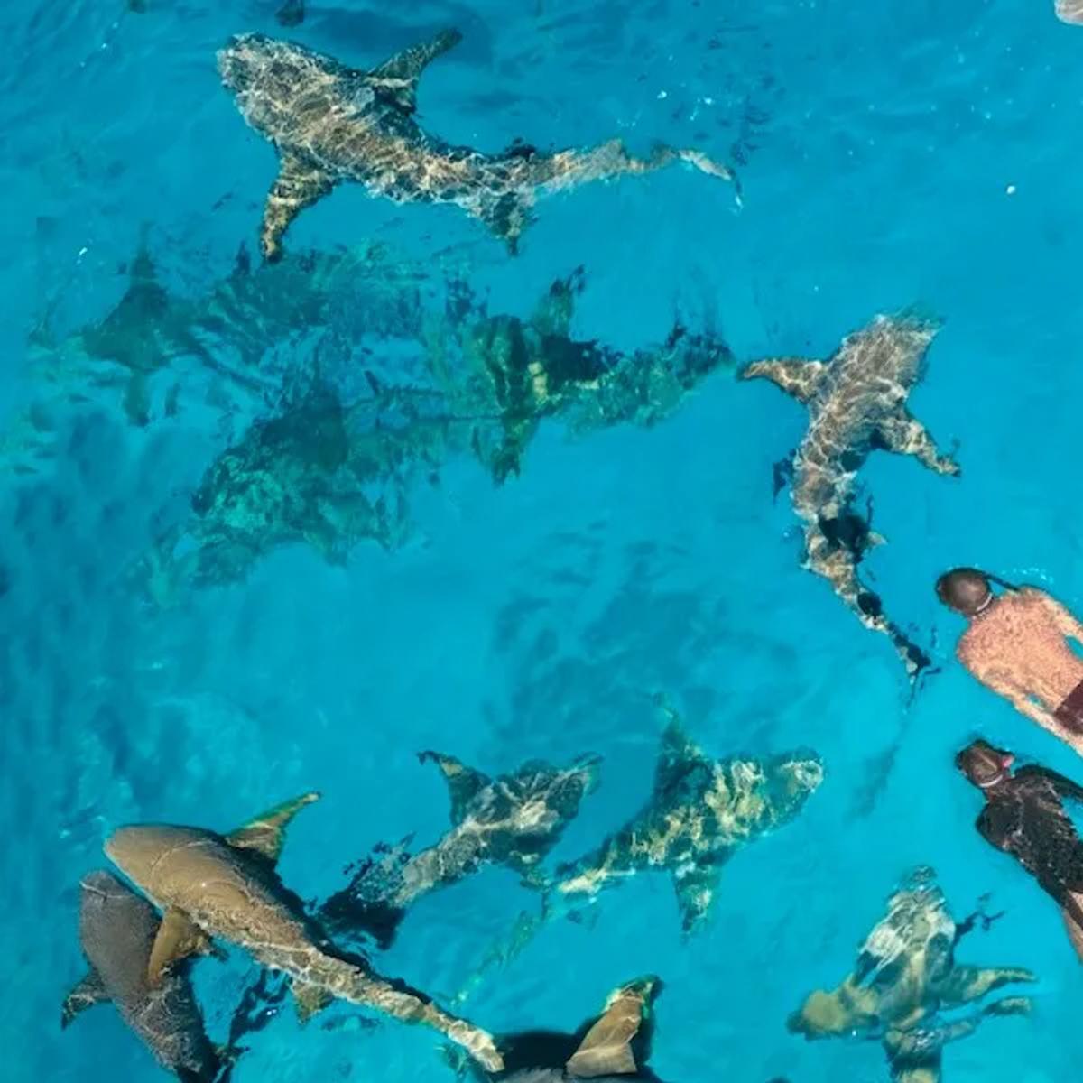 A guest snorkelling with a nurse shark on a guided safari