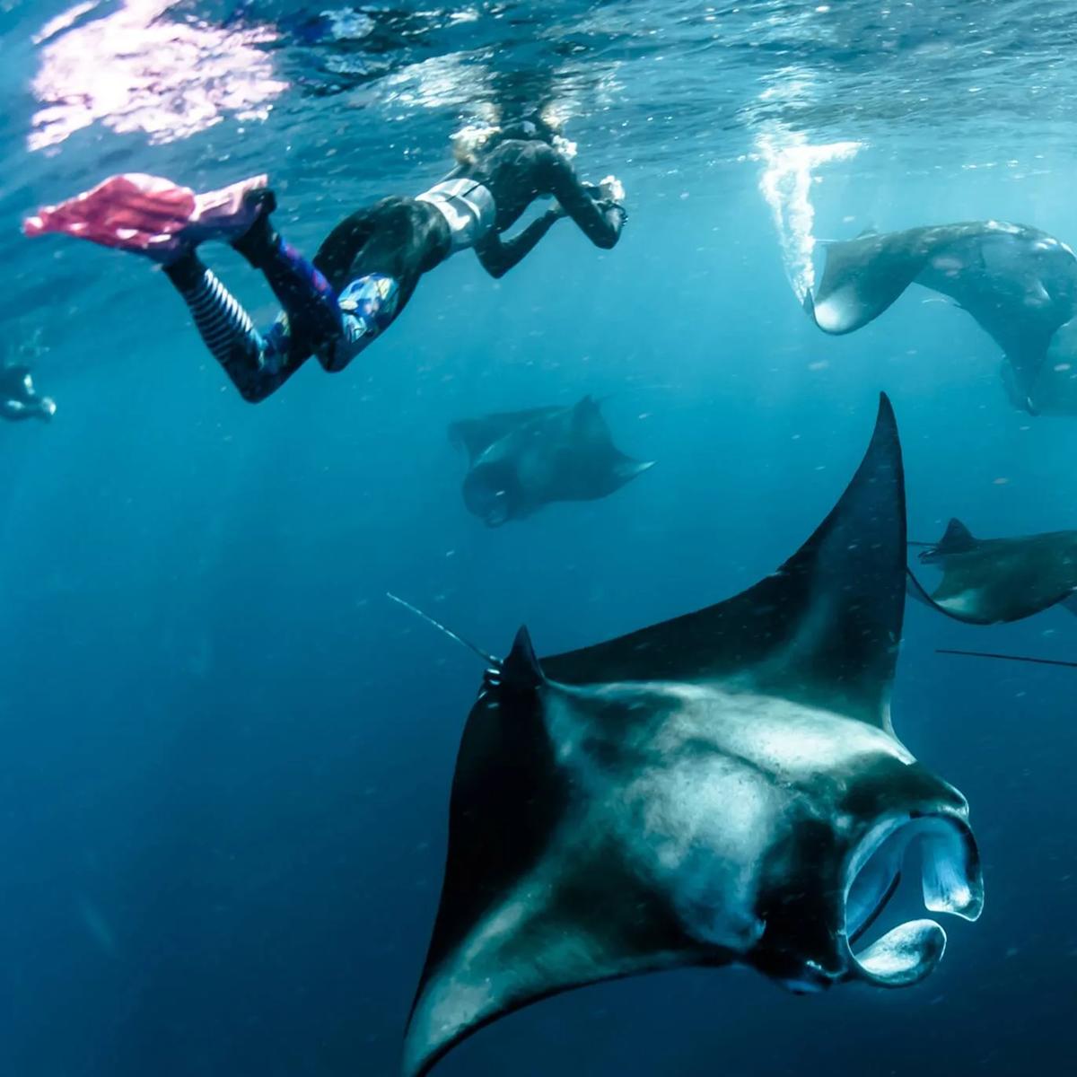 A snorkeller swimming above several manta rays gliding through open water
