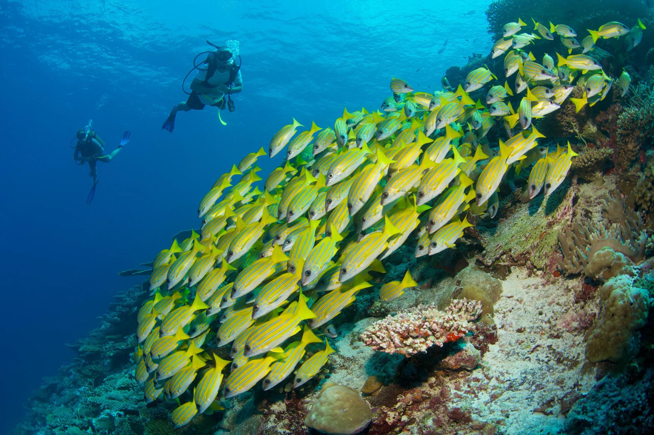 A school of yellow-striped snapper over the reef, seen while diving off Six Senses Laamu