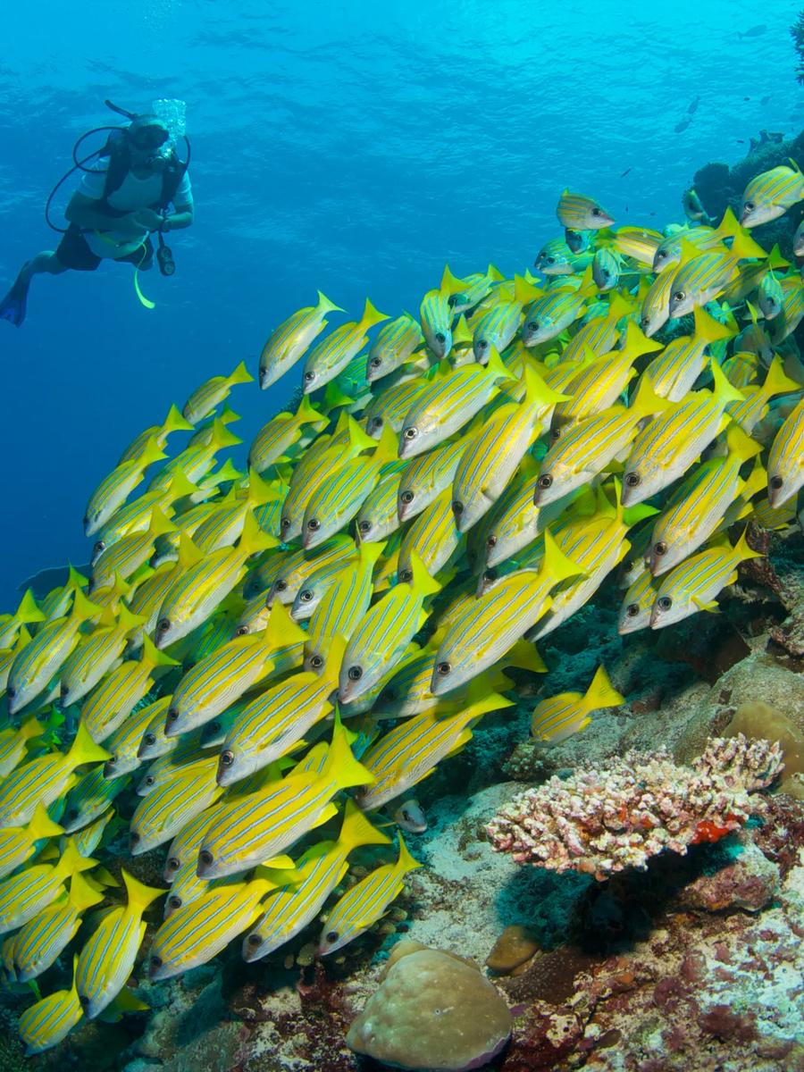 A school of yellow-striped snapper over the reef, seen while diving off Six Senses Laamu