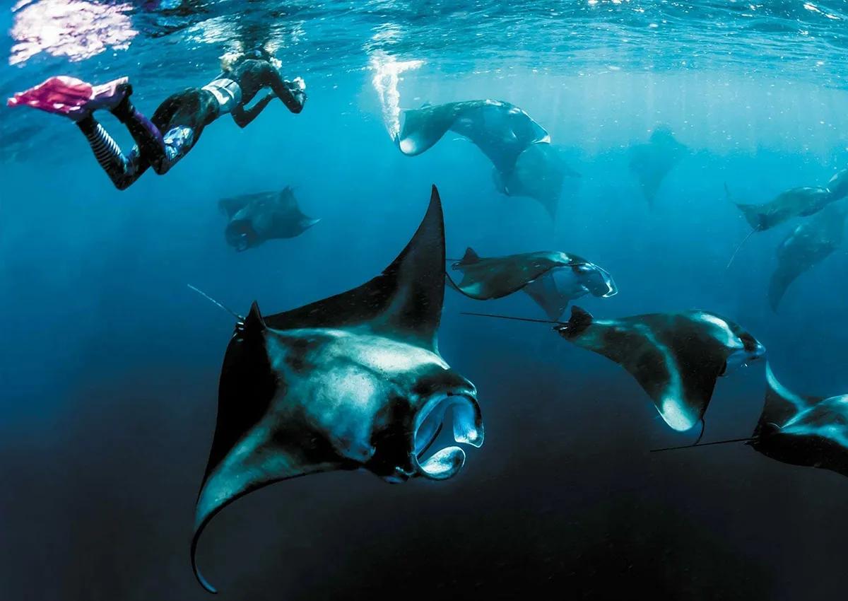 A group of manta rays feeding at the surface as snorkellers look on, near Hanifaru Bay.
