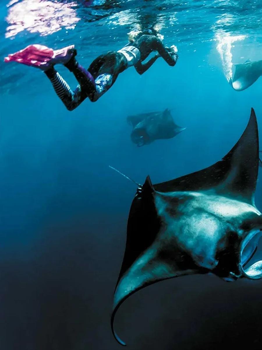 A group of manta rays feeding at the surface as snorkellers look on, near Hanifaru Bay.