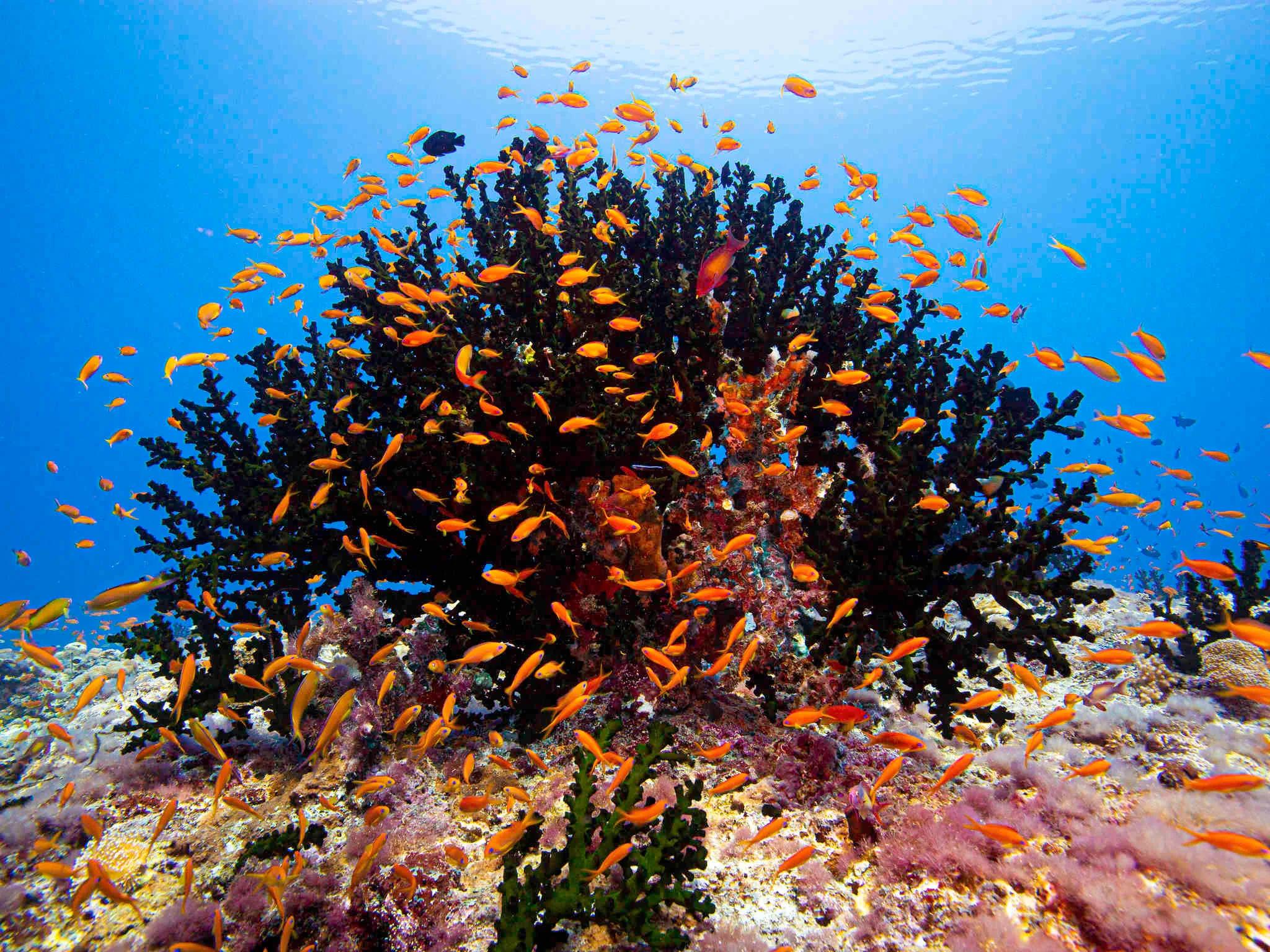 A dense school of orange anthias fish swarming over branching coral on the house reef