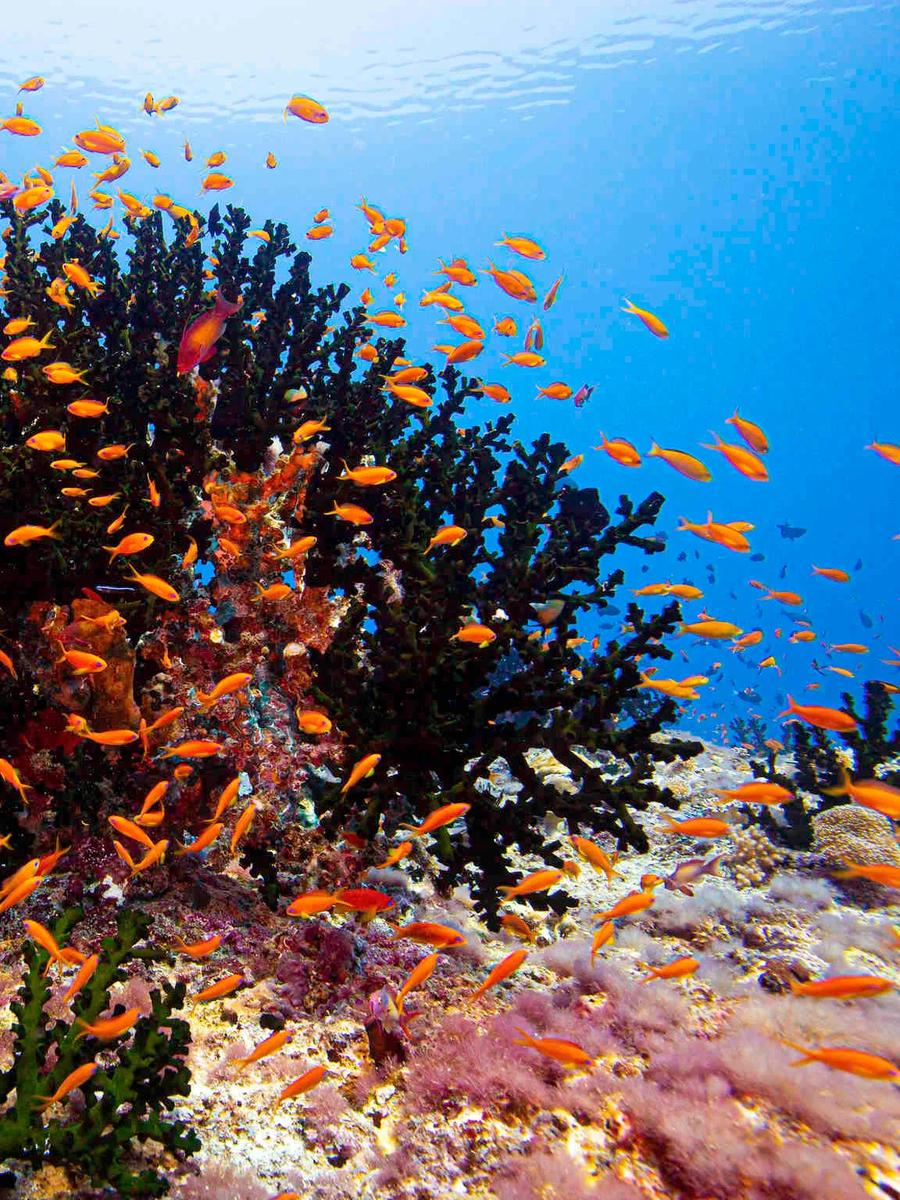 A dense school of orange anthias fish swarming over branching coral on the house reef