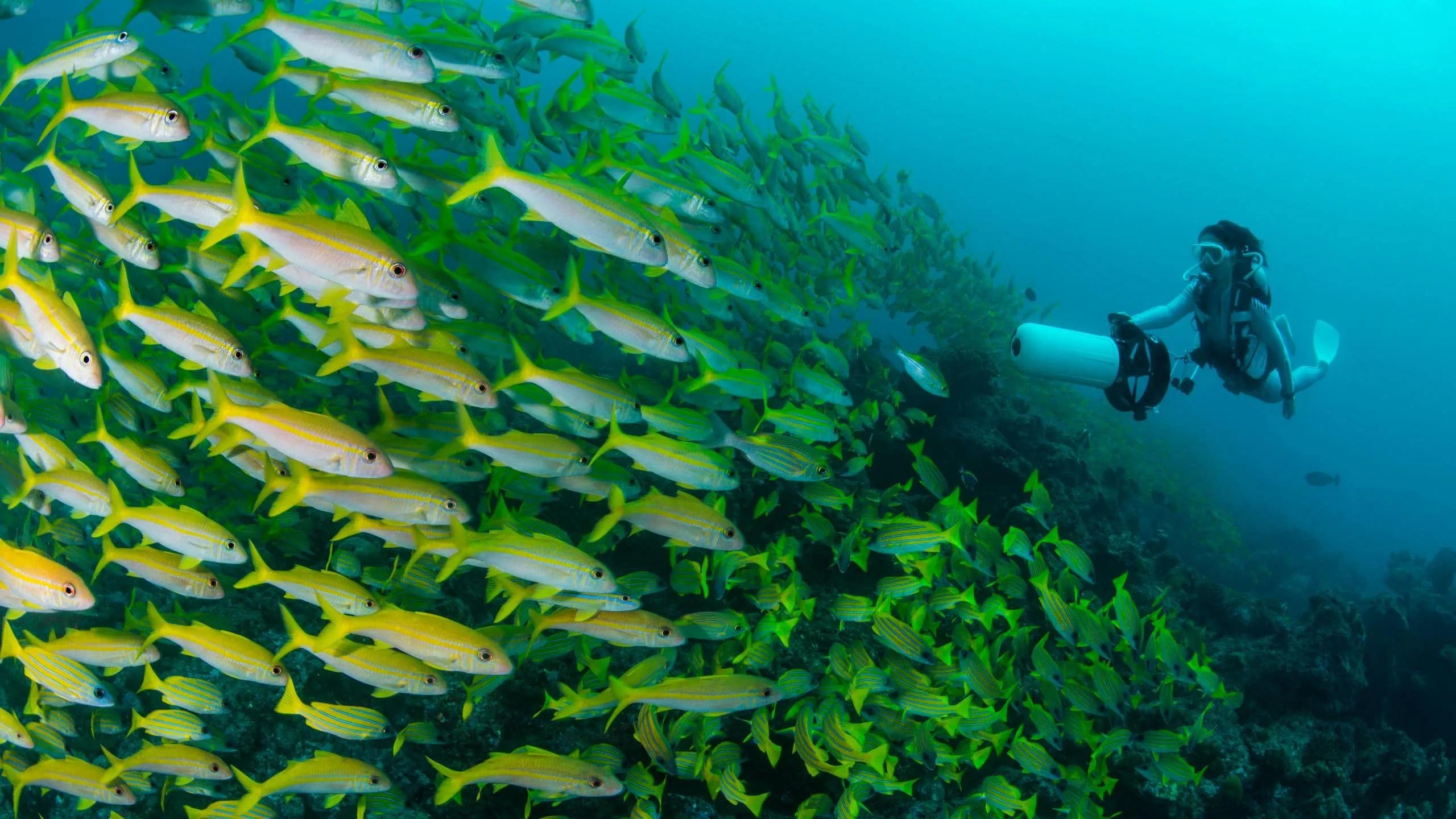 A diver descending over a coral reef near Kothaifaru