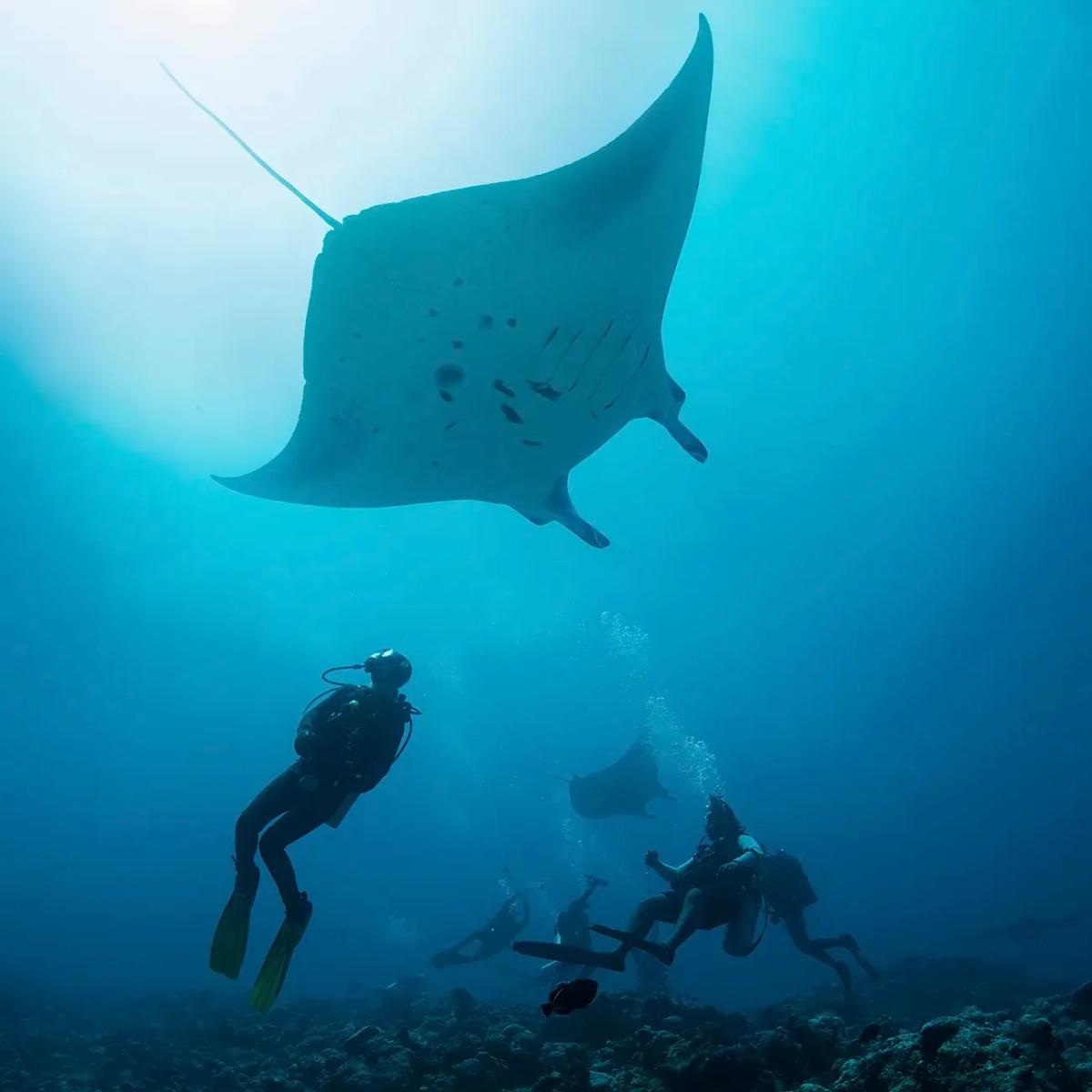 A manta ray gliding through the protected waters of Hanifaru Bay, near .Here