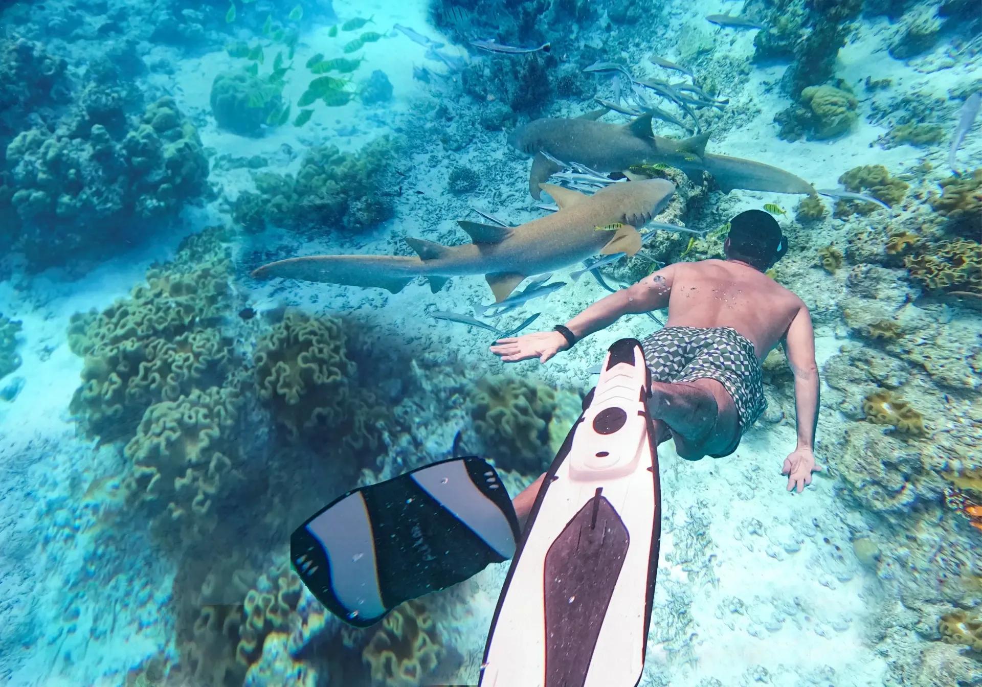 A guided snorkelling group at Shark Point, one of the resort's excursion sites