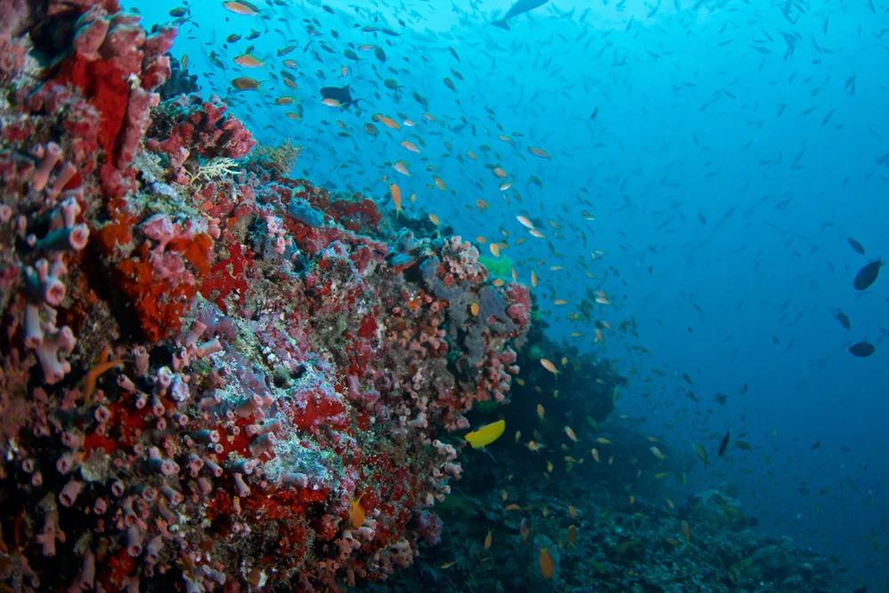Coral outcrop with schooling reef fish, photographed by Coco Bodu Hithi's dive centre