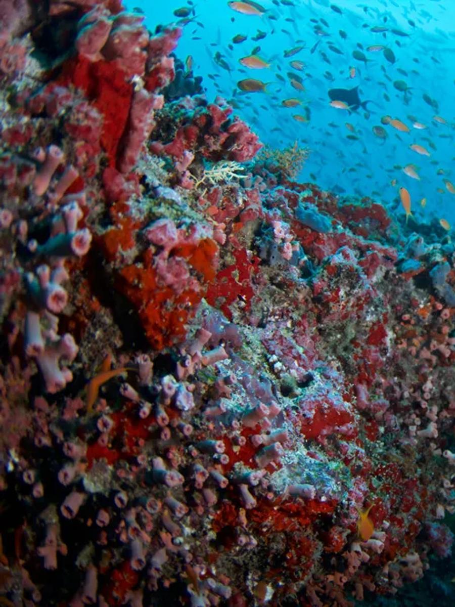 Coral outcrop with schooling reef fish, photographed by Coco Bodu Hithi's dive centre